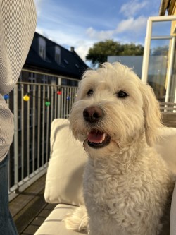 Wilma - Happiness Manager